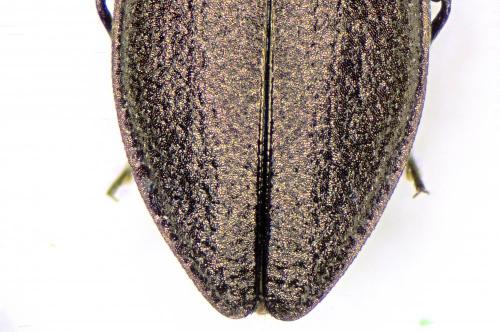 Réf. 191 022 : Anthaxia chevrieri